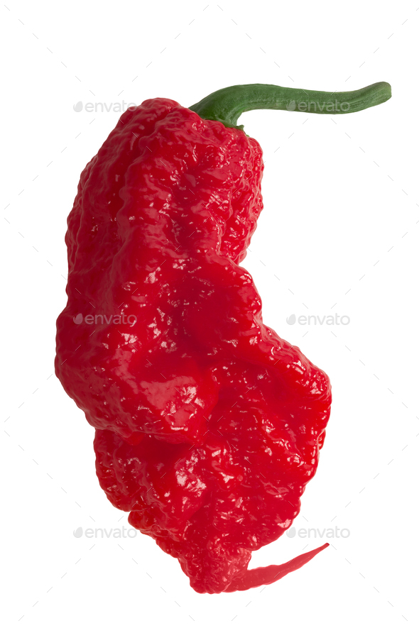 Carolina Reaper pepper isolated. Capsicum chinense fruit x C. frutescens extremely hot hybrid